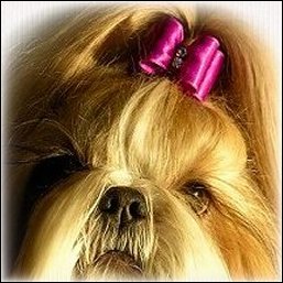 Image: Clear gold shih tzu is modeling a BOB Purple show dog bow