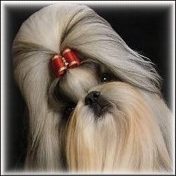 Image:Gold shih tzu modeling cranberry red show dog bow