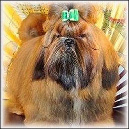 Image: Red shih tzu modeling emerald green show dog bow