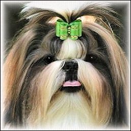 Image: Bridnle shih tzu is modeling a lime green show dog bow