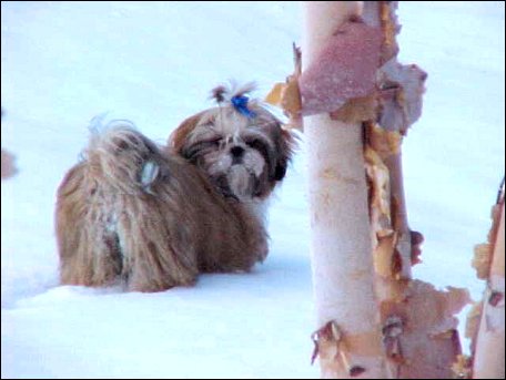 Shih Tzu-Sugar Bear with royal blue dog bow in the snow 