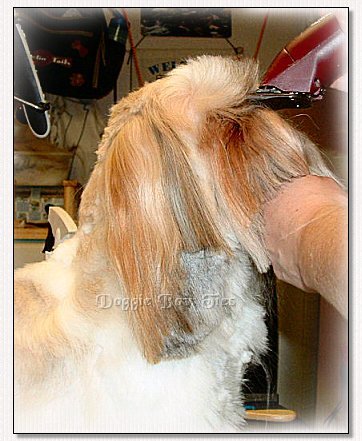 Image: Starting at the back of the muzzle, the shave begins.