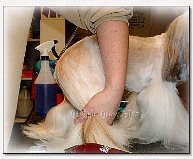 Image:Gathering all of the hair on the leg and the tail in one hand, you will have control of the area to be shaved.