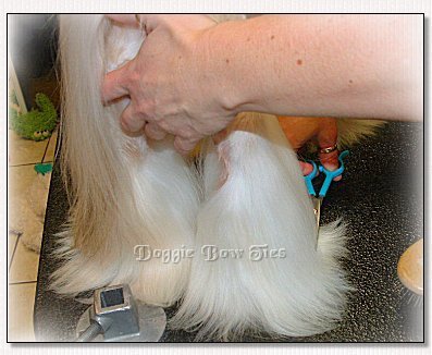 Image: Comb the leg hair down and trim the feet level with the table.