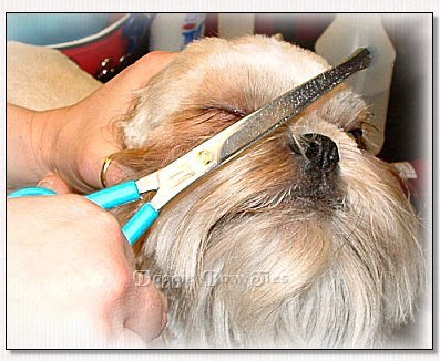 Image: The hair on top of the nose is combed straight up, then trimmed at an angle on each side as the scissors show. This creates an upside down "V" of hair above the nose.