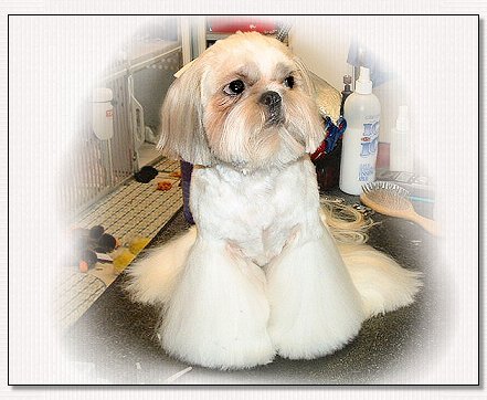 Image: Finished from full coated shih tzu to cut down hair cut.