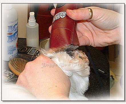 Image: The pads are carefully shaved any long tufts of hair between the pads and toes.