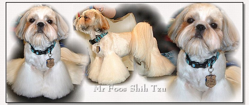 Image: Mr Foo's Shih Tzu "Jack" in his new hairdo, thanks you for stopping by to see him get his haircut!