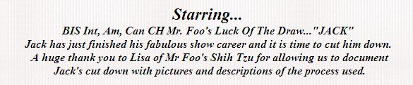  BIS, Int, Am, Can CH Mr Foo's Luck of the Draw-Shih Tzu Cut Down