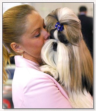 Shih Tzu-Champion Int' Ch Tao Regency's American Idol