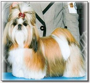  Shih Tzu- Champion Mr Foos Autumn Fire 