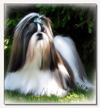  Shih Tzu~Dream Star de Dewa Thang 